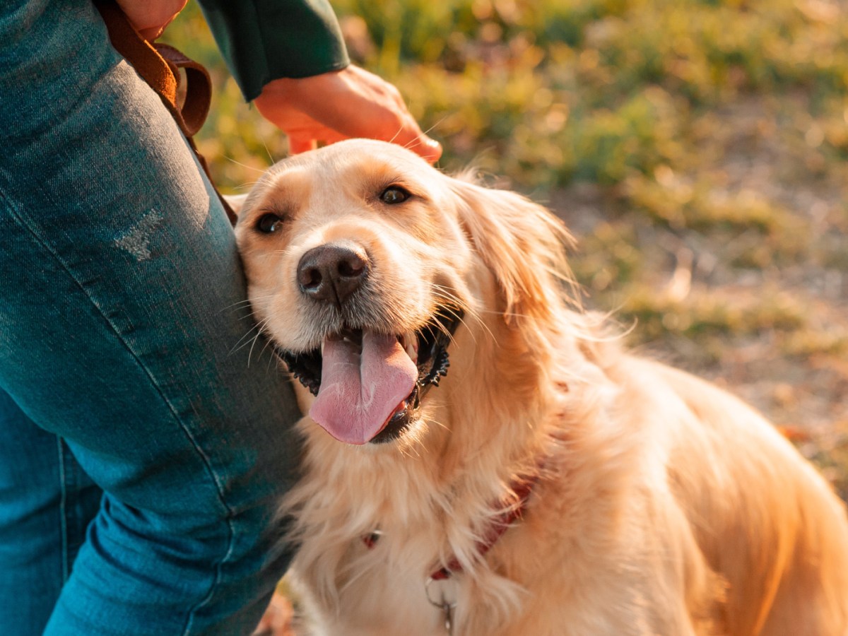 Golden Retriever kuschelt sich an Bein von Person.