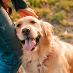 Golden Retriever kuschelt sich an Bein von Person.