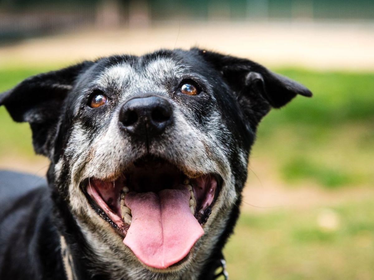 Portr&auml;t eines gl&uuml;cklichen alten Hundes im Hundepark