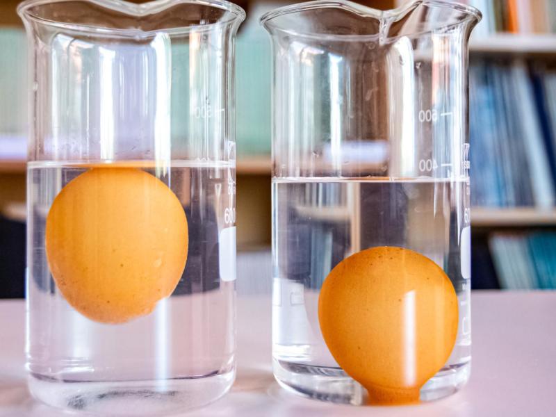 Zwei Wassergläser stehen nebeneinander. In einem schwimmt ein Ei oben, in dem anderen liegt ein Ei unten auf.