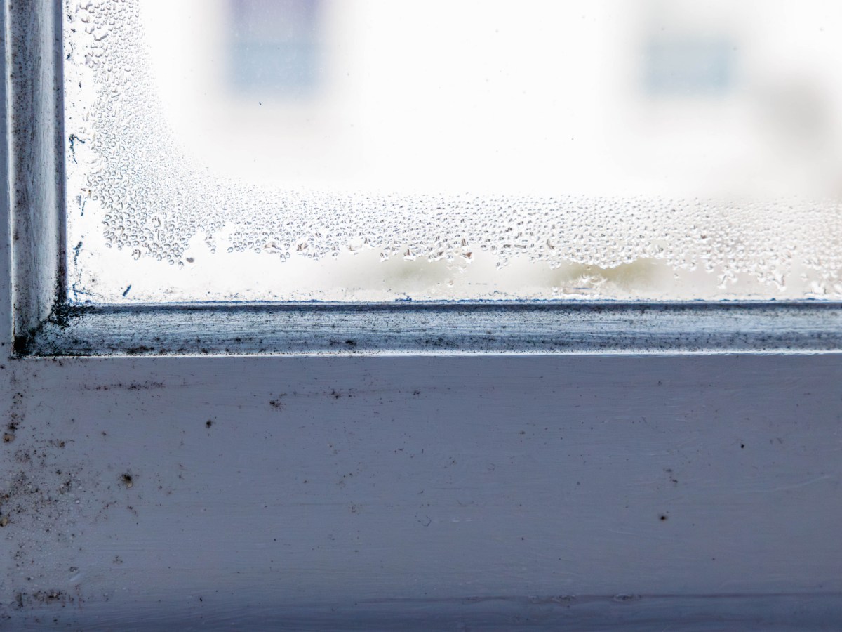 Schimmel am Fenster