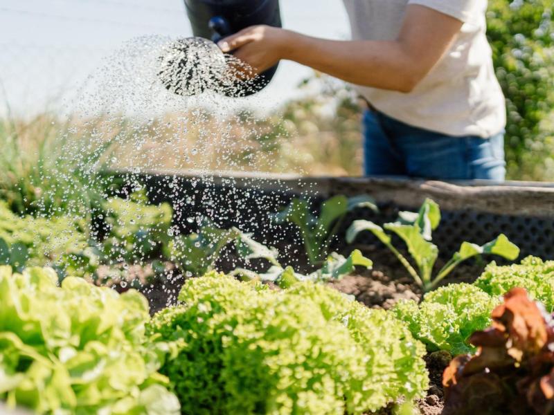 Person gießt ein Hochbeet.