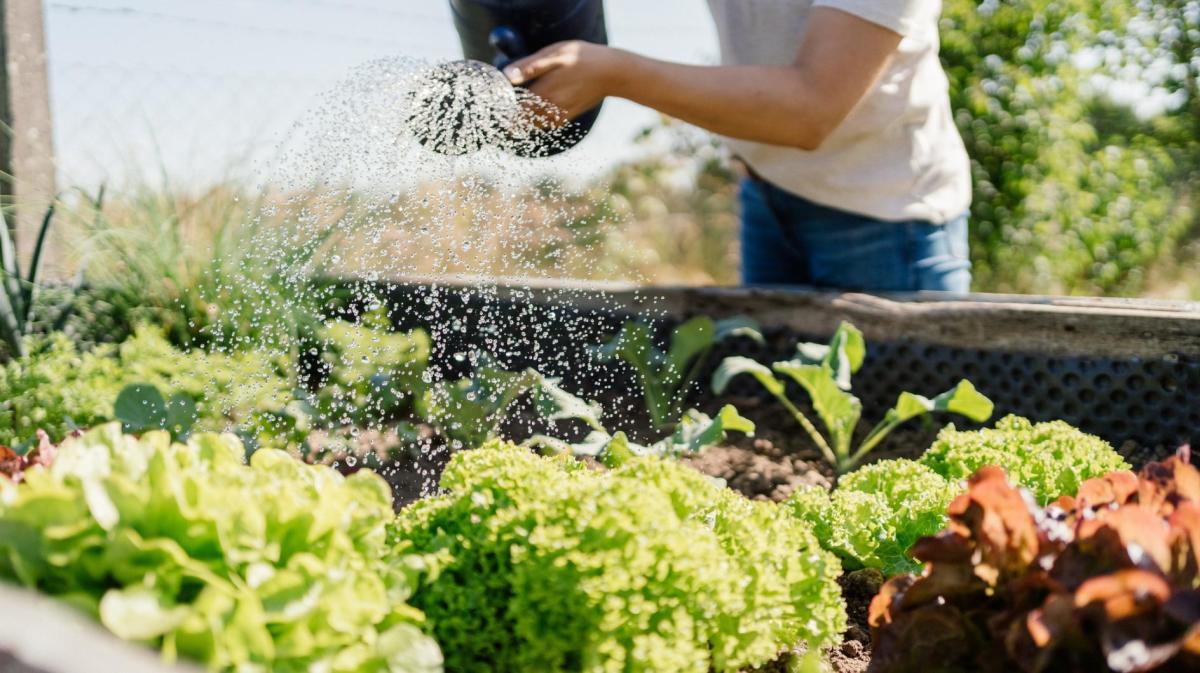 Person gießt ein Hochbeet.