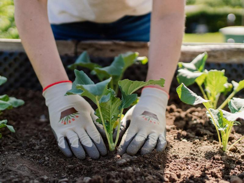 Frau pflanzt eine Pflanze in ein Hochbeet.