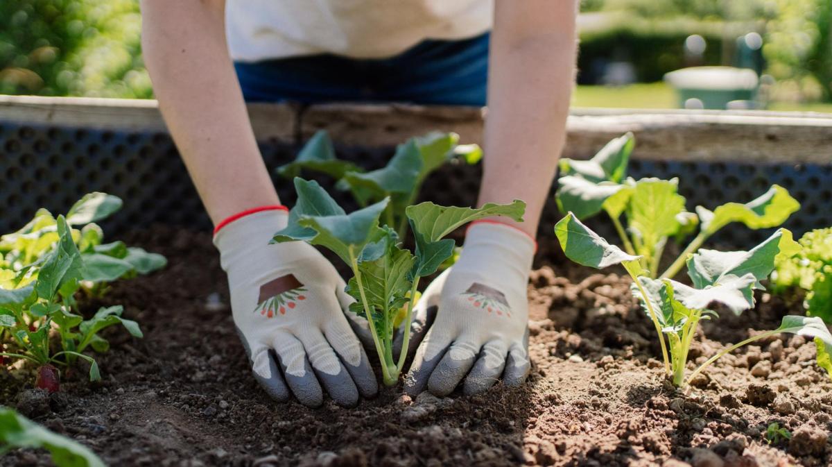 Frau pflanzt eine Pflanze in ein Hochbeet.