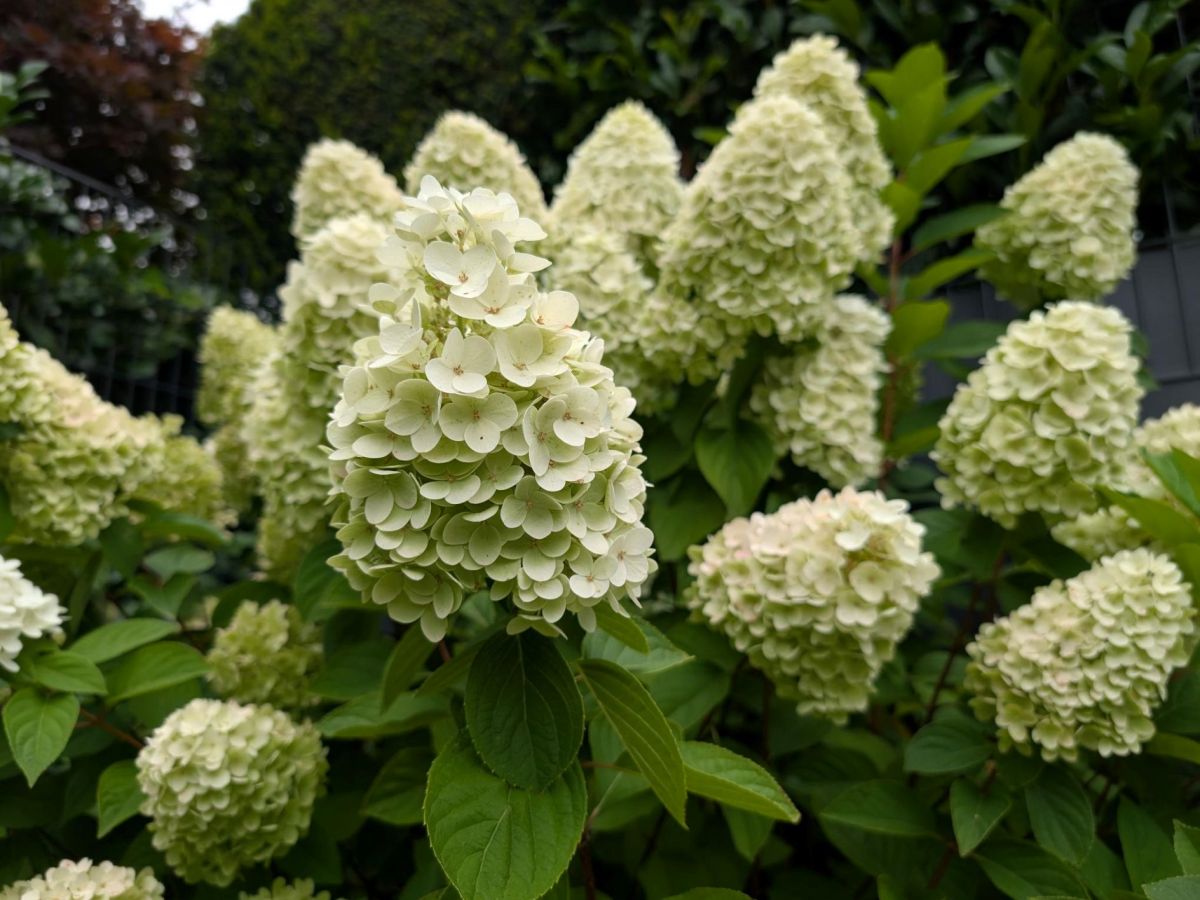 Rispenhortensie im Sp&auml;tsommer