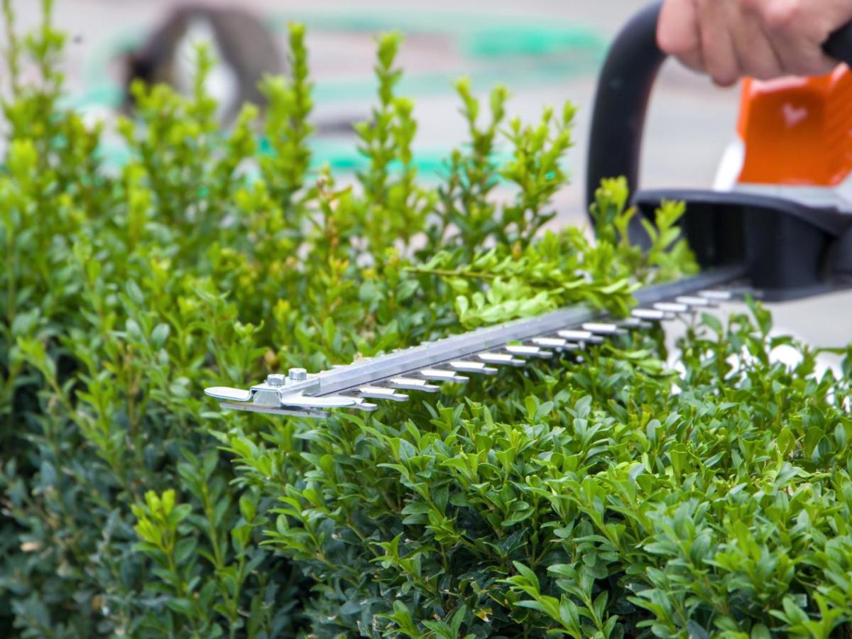 Person schneidet einen Buchsbaum.