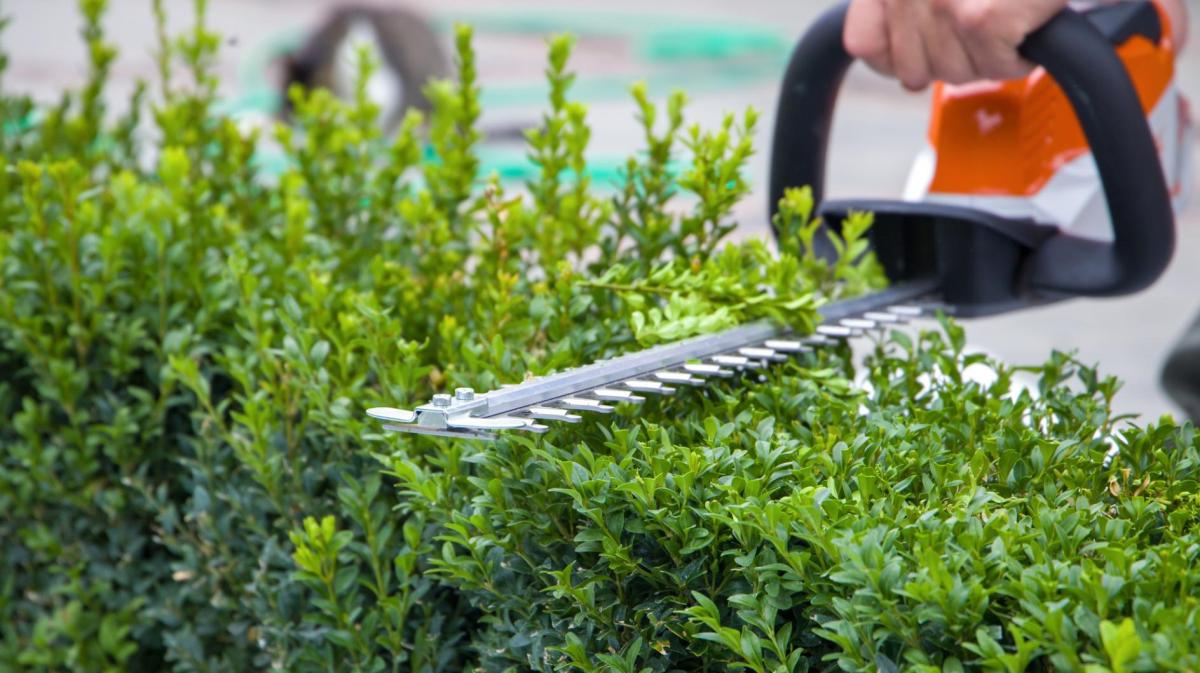 Person schneidet einen Buchsbaum.