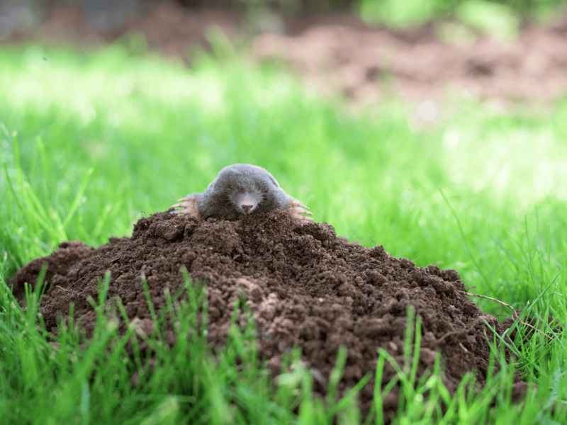 Maulwurf schaut aus Maulwurfshügel heraus.
