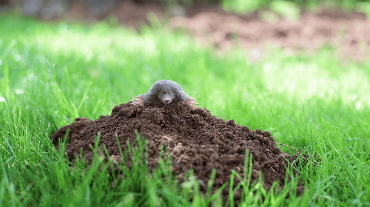 Maulwurf schaut aus Maulwurfshügel heraus.