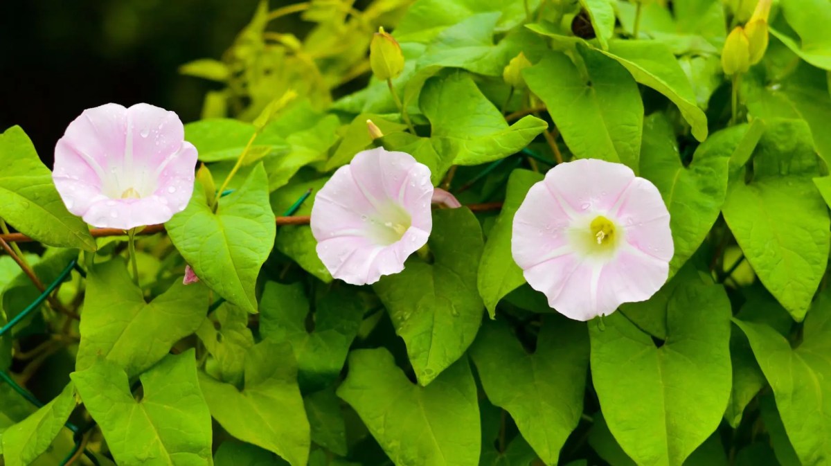 Ackerwinde mit drei rosafarbenen Blüten.