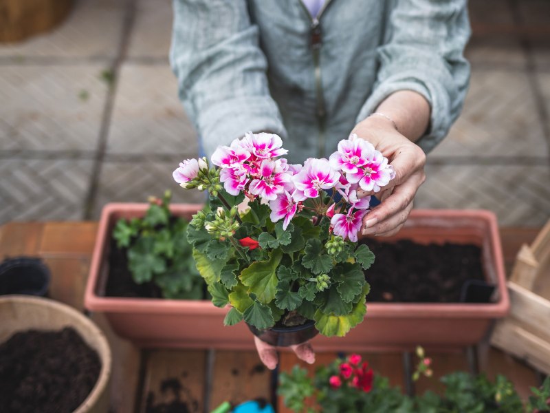 Frau pflanzt Blume in einen Blumenkasten.