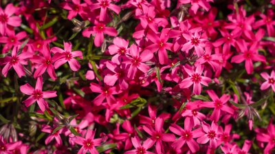 Teppich-Phlox gehört zu den Bodendecker-Stauden, die Unkraut verdrängen. Bodendecker pinker Teppich-Phlox