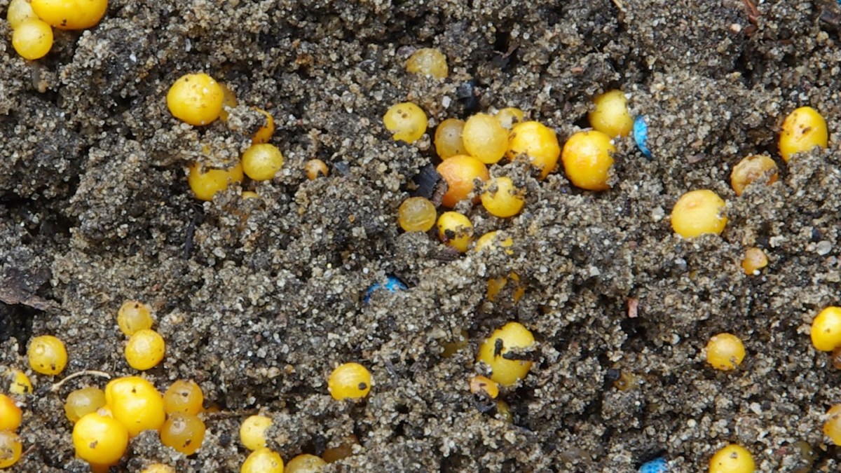 Gelbe Kügelchen in Erde: Schneckeneier oder Dünger?