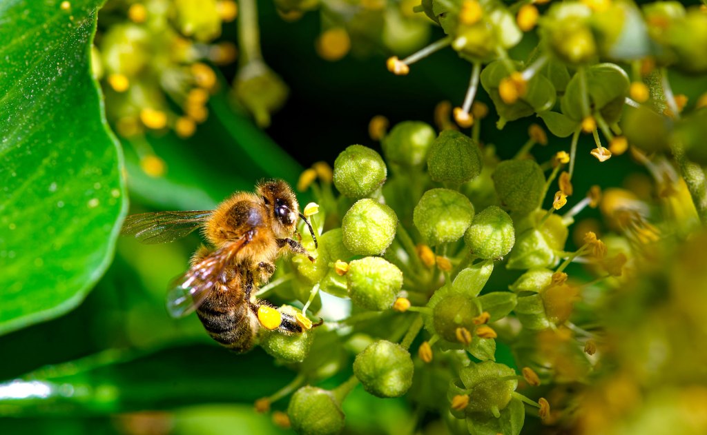 Blühender Efeu mit Biene