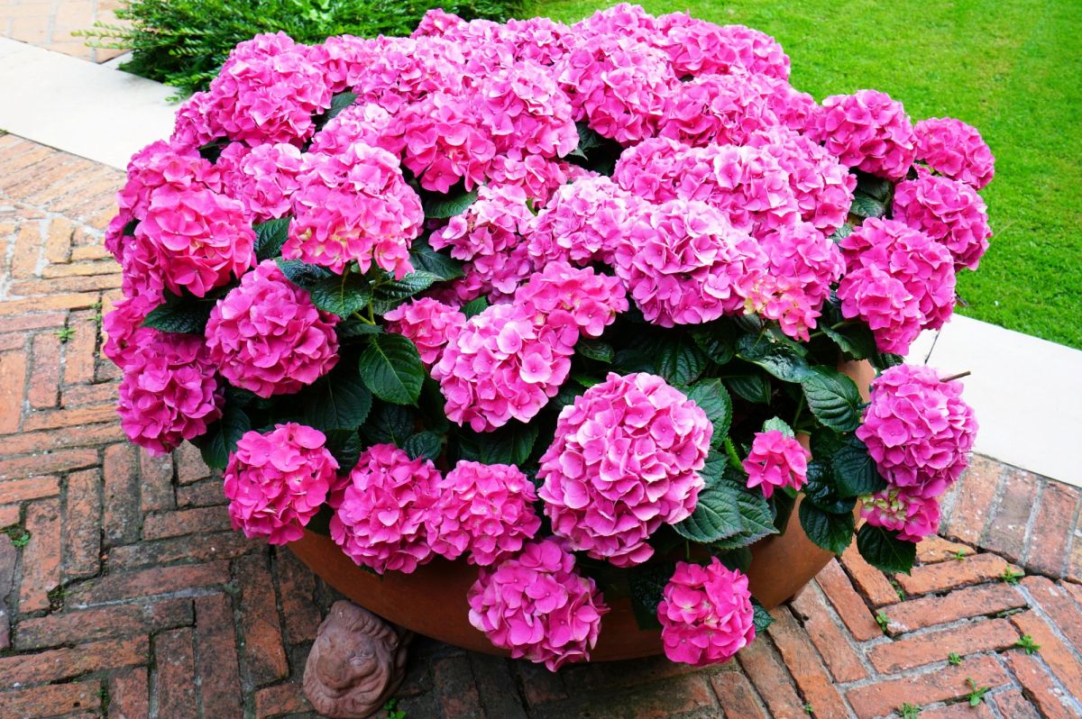 Pinke Hortensie in Kübel auf Terrasse