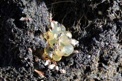 Manchmal können sie leicht gelblich wirken. Schneckeneier in Erde