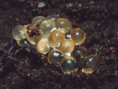 Im Gegensatz zu Düngerperlen wirken sie glänzend und durchscheinend. Schneckeneier