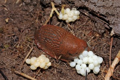 Manchmal sind Schneckeneier auch weiß. Spanische Wegschnecke mit weißen Schneckeneier Nestern