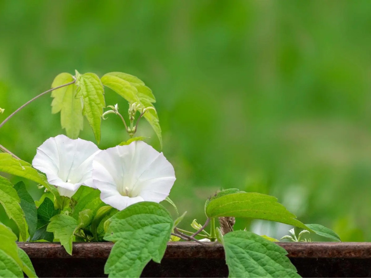 Zaunwinde mit wei&szlig;en Bl&uuml;ten.