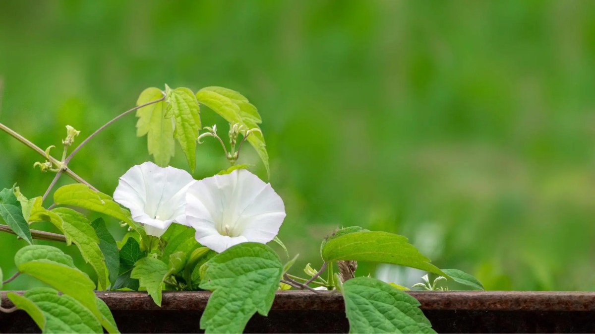 Zaunwinde mit weißen Blüten.
