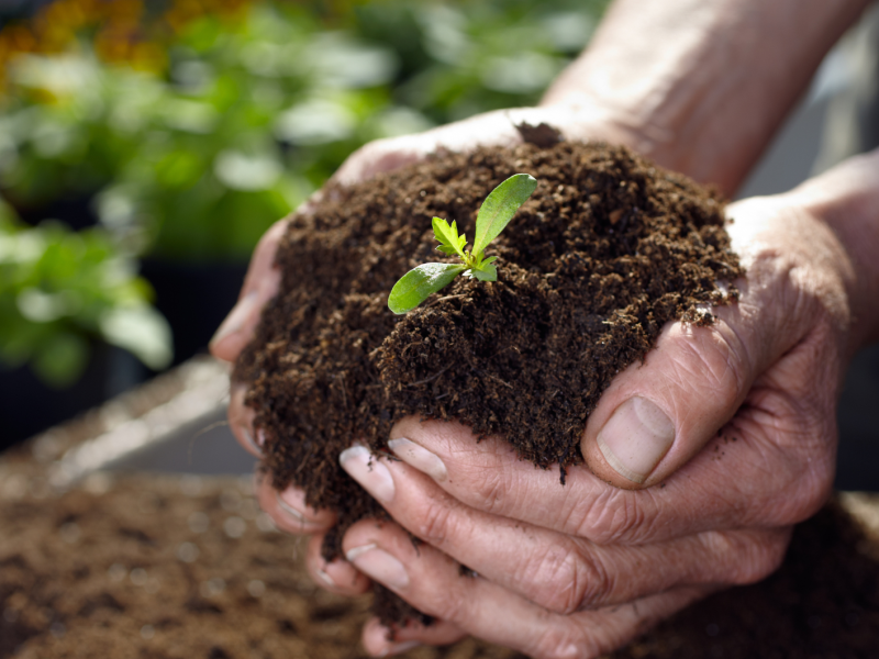 Männerhände halten etwas Erde und eine kleine Pflanze in der Hand