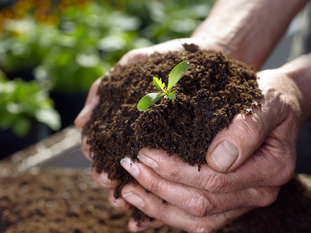 Männerhände halten etwas Erde und eine kleine Pflanze in der Hand