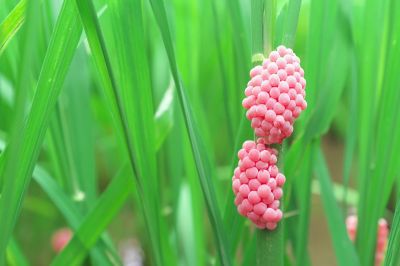Achtung! Rötliche oder rosa Schneckeneier solltest du nie berühren. Sie sind giftig und gehören zur Apfelschnecke, die sich als Eindringling in Europa ausbreitet. Apfelschnecken Eier an Gras