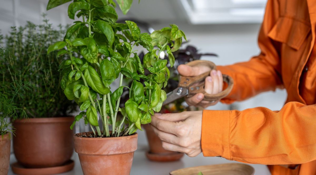 Frau schneidet Basilikum im Topf