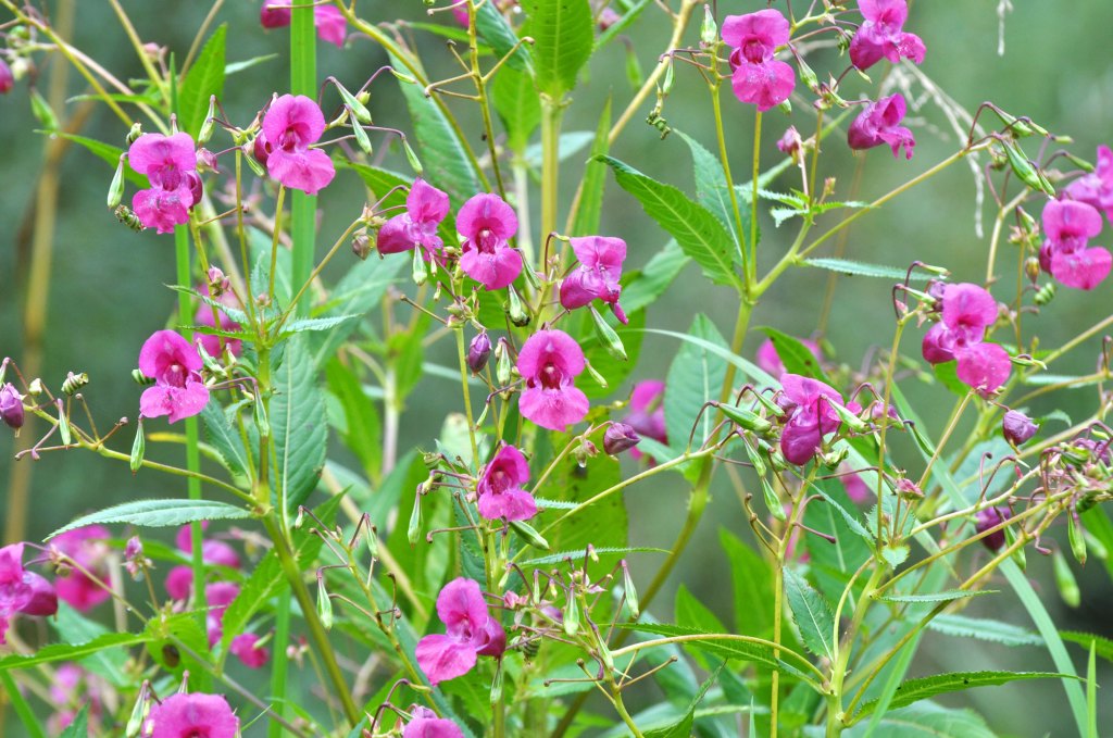 Drüsiges Springkraut