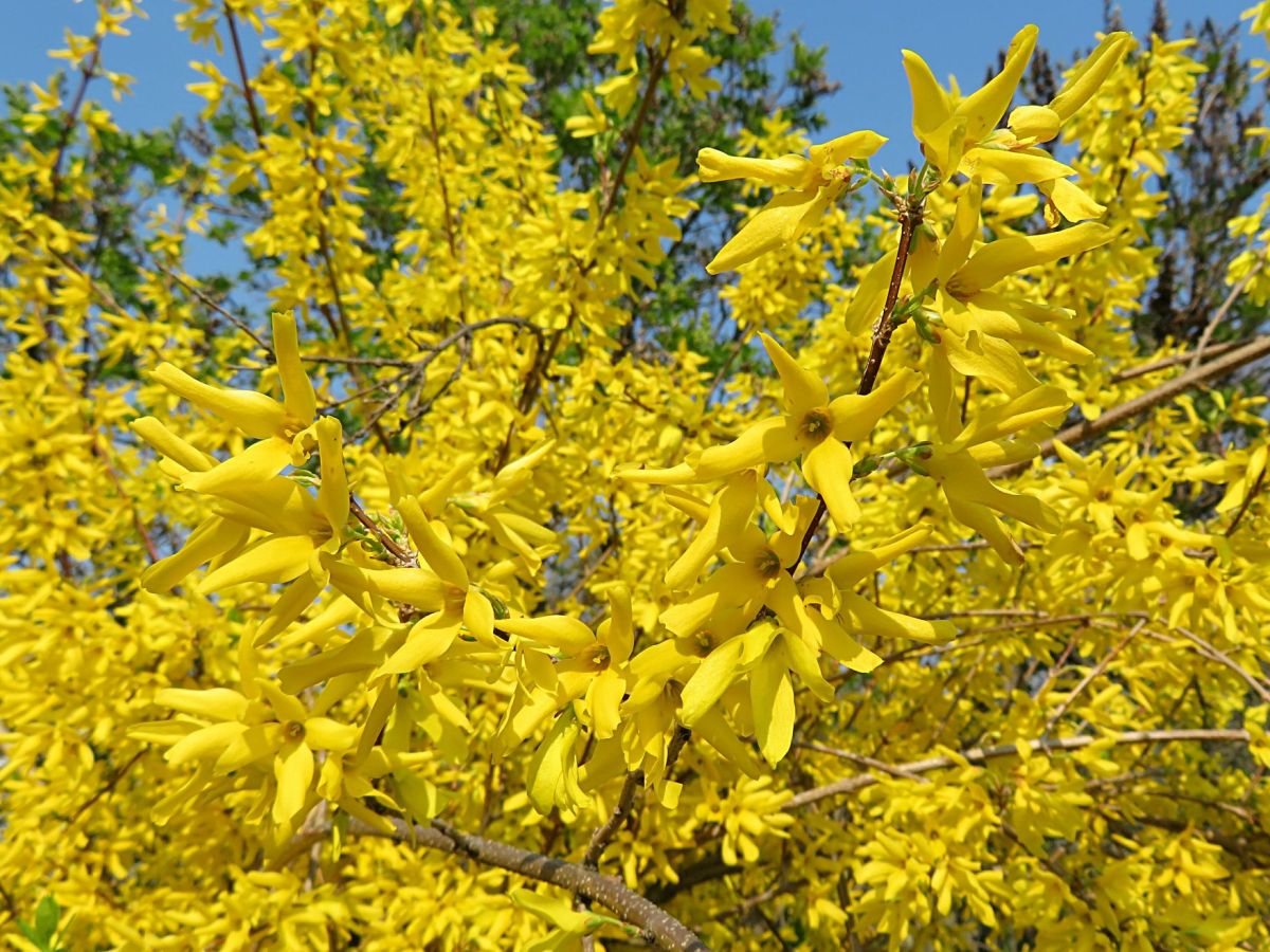 Forsythia