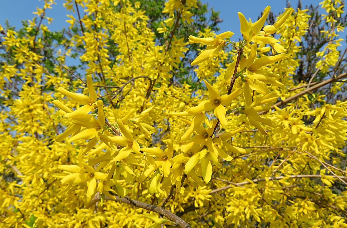 Forsythia