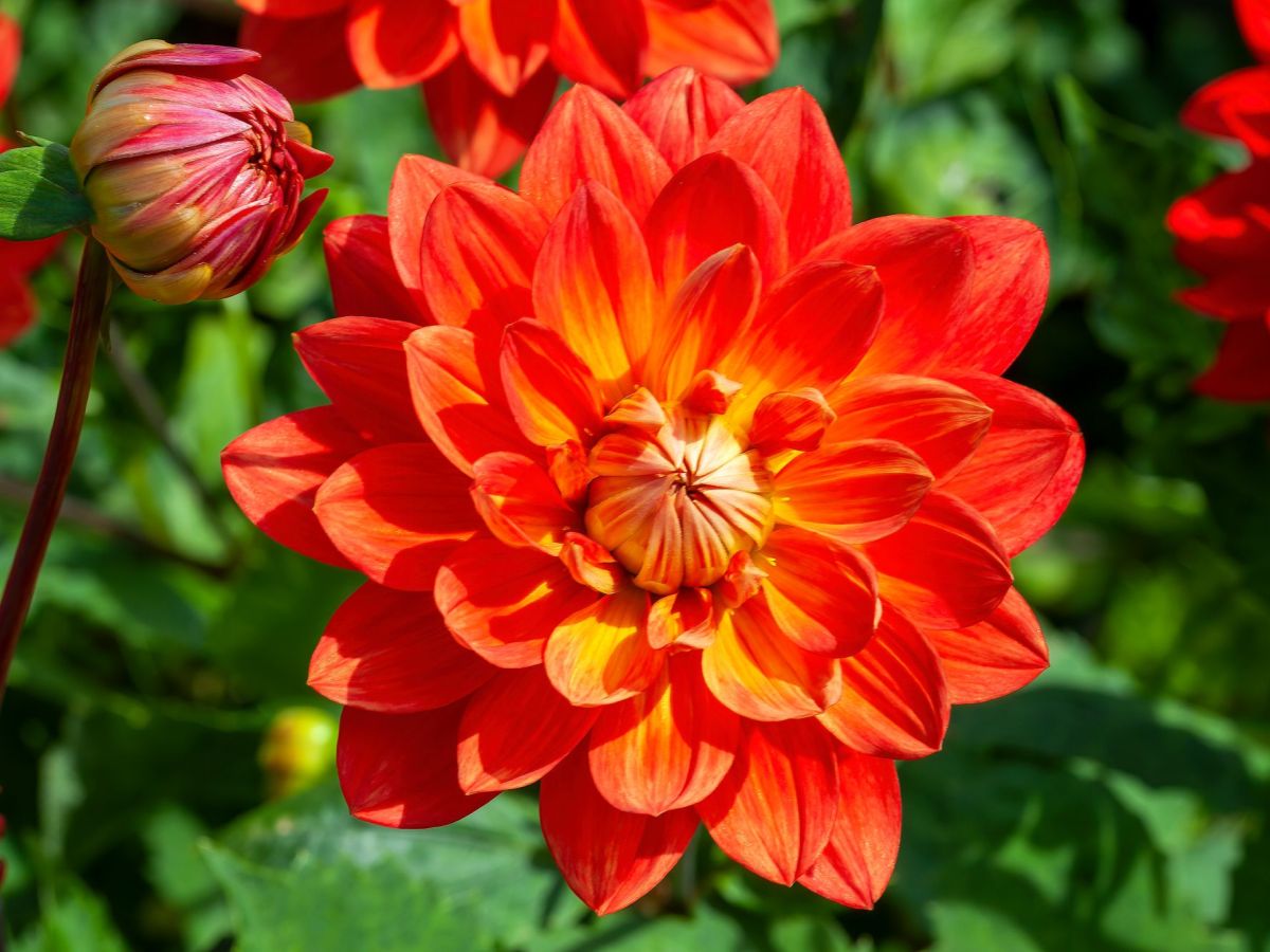 Gef&uuml;llte rote Dahlie