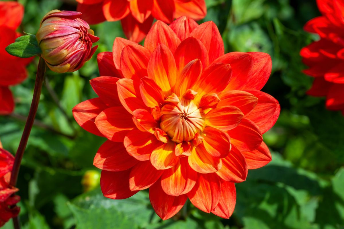 Gefüllte rote Dahlie