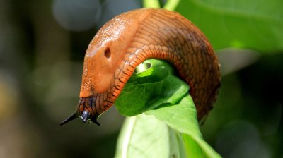Während Schneckenkorn umweltschädlich ist, bekämpfen Hausmittel Schnecken schonend. Sand, Kaffeesatz oder zerbröselte Eierschalen sind besonders beliebt. Nacktschnecke auf Blatt als Bild für Hausmittel gegen Schnecken