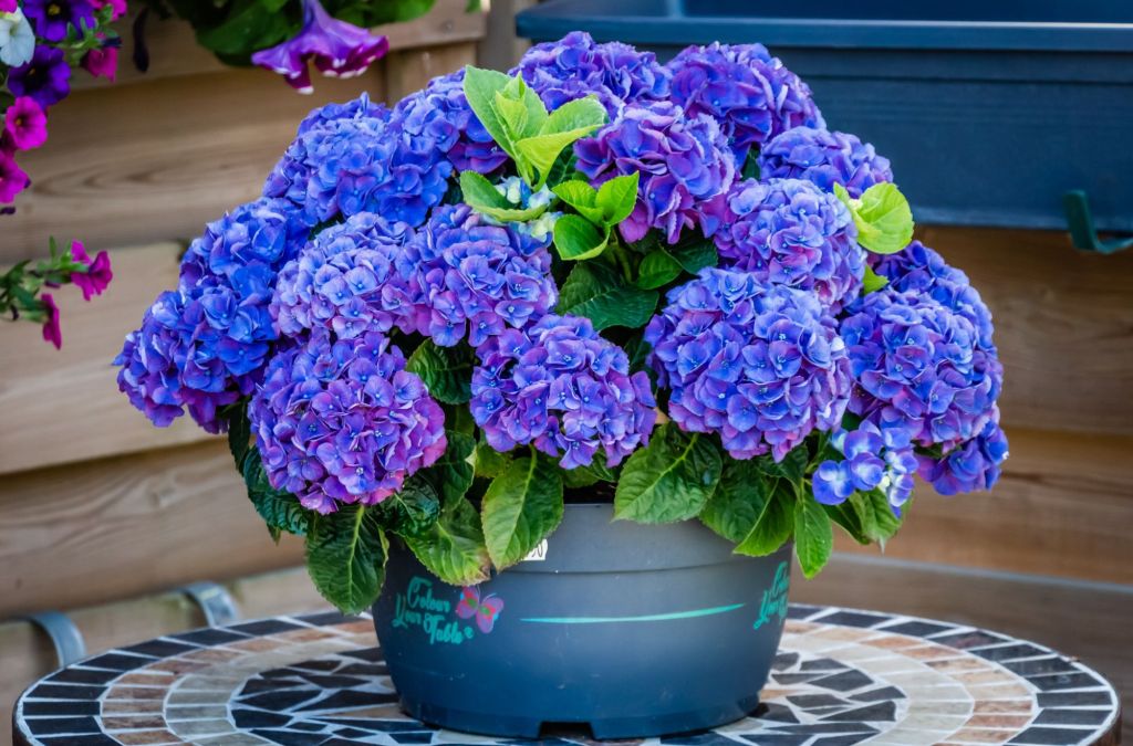 Blaue Bauernhortensie