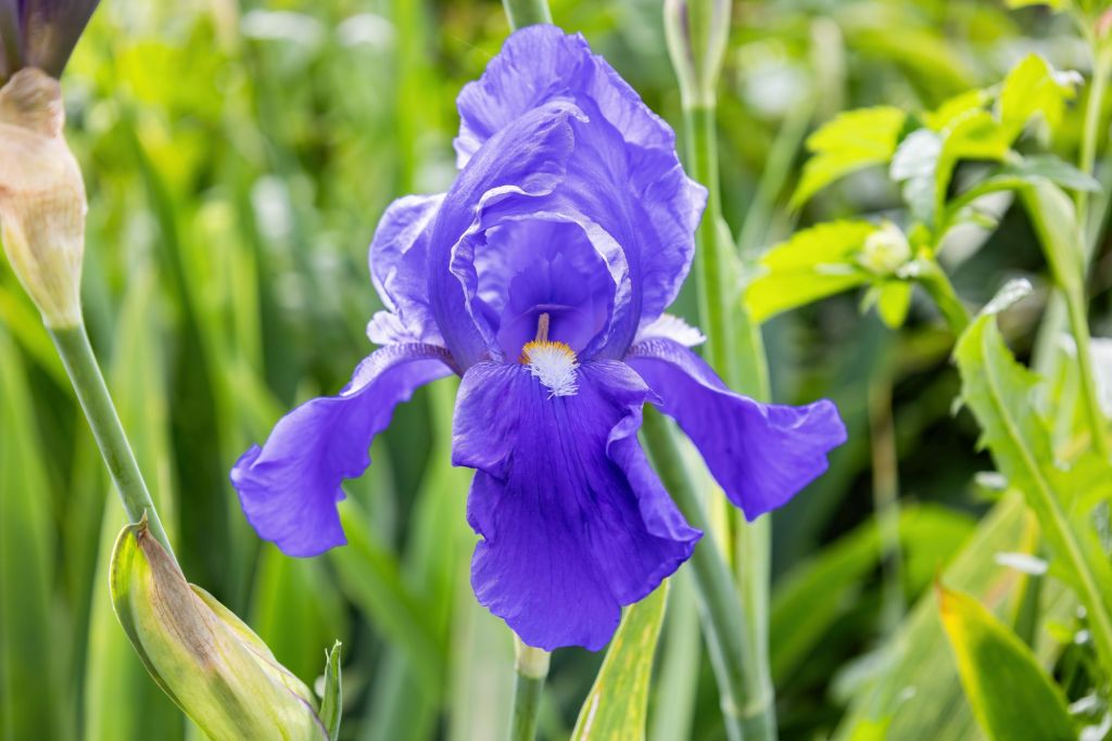 Blaue Iris