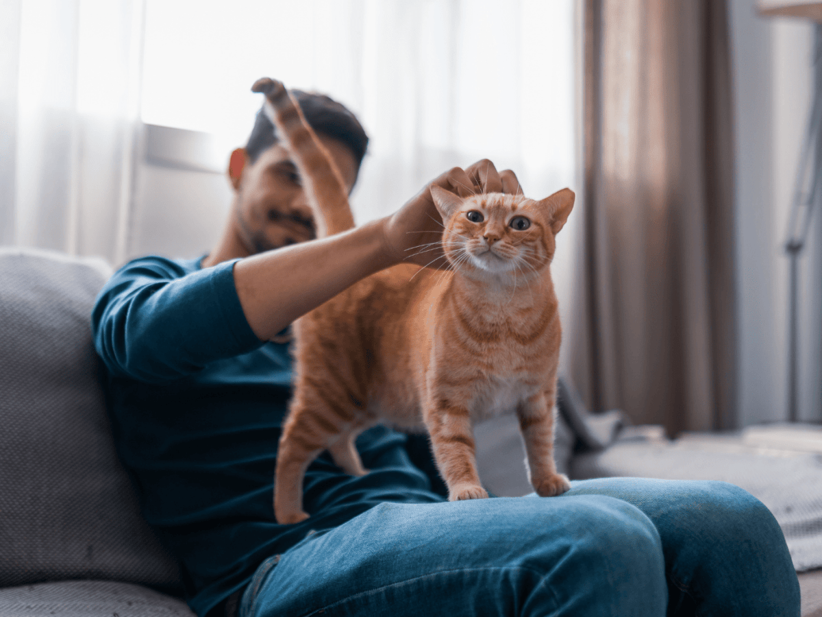 Warum Katzen uns ihren Po entgegenstrecken – und was sie damit wirklich sagen wollen