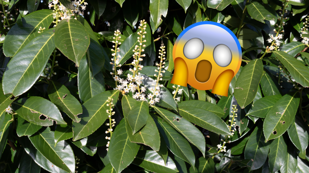 Blühender Kirschlorbeer mit Emoji