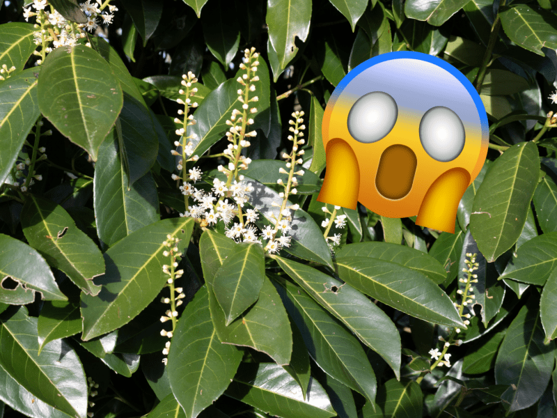 Blühender Kirschlorbeer mit Emoji