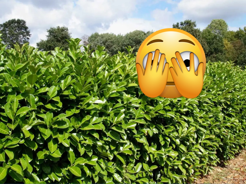 Kirschlorbeer mit Emoji