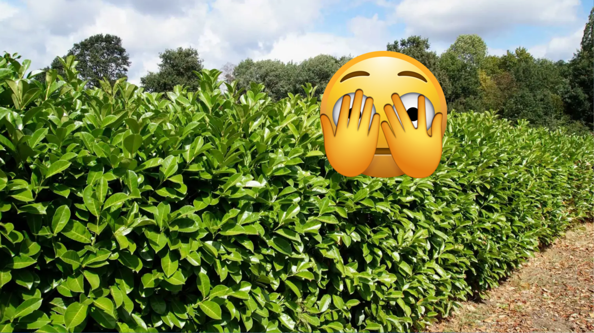 Kirschlorbeer mit Emoji