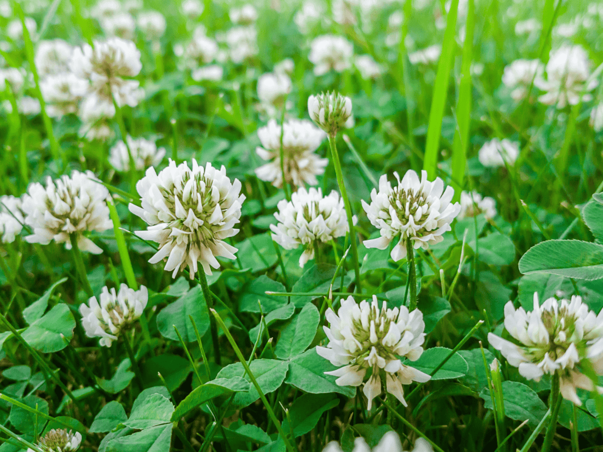 Klee im Rasen