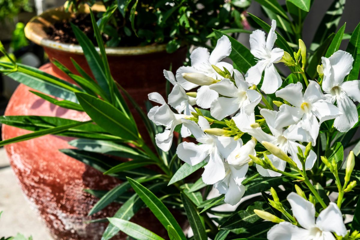 Weißer Oleander im Kübel
