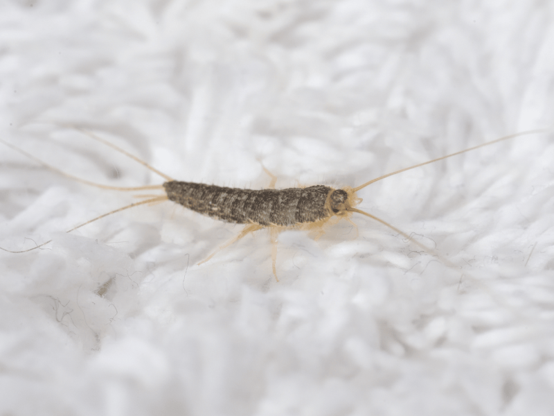 Papierfischchen auf einem weißen Teppich.