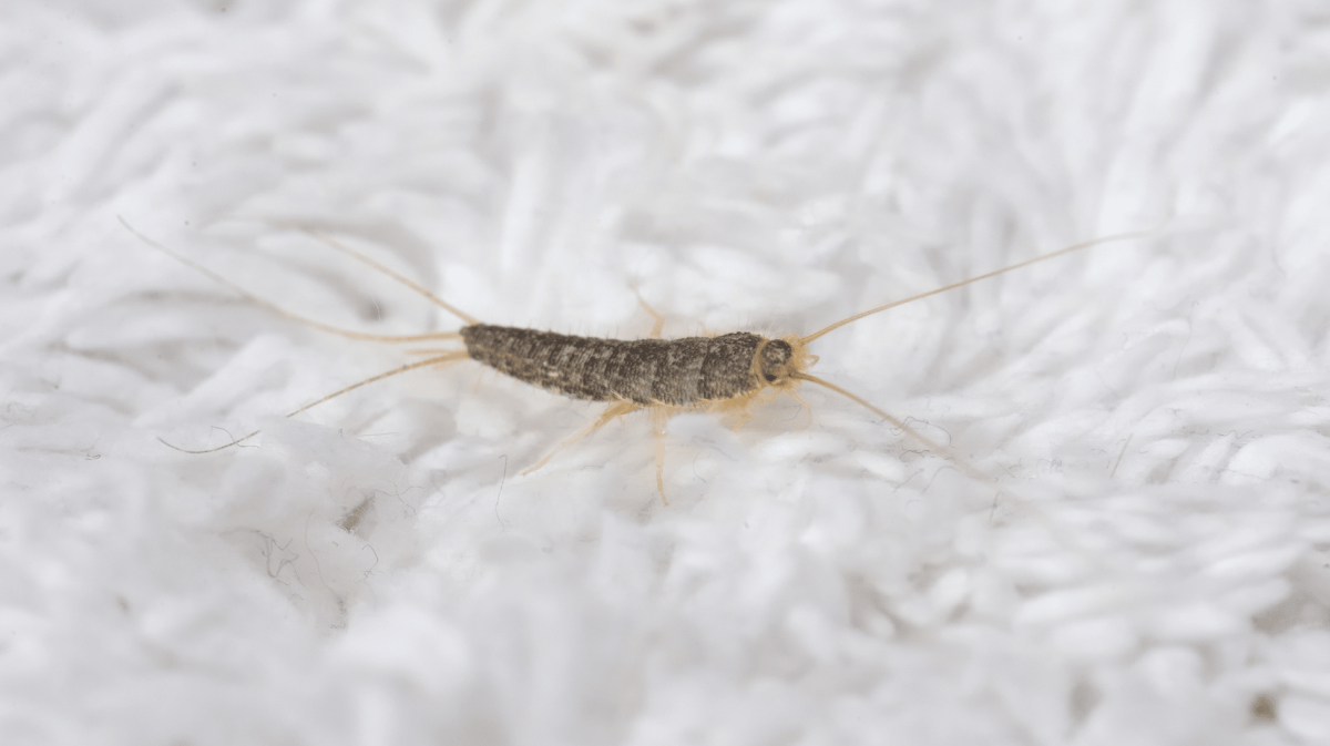 Papierfischchen auf einem weißen Teppich.