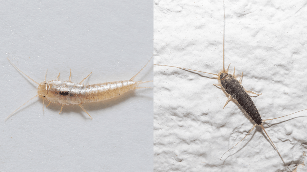 Ein Bild von einem Silberfischchen und ein Papierfischchen im Vergleich.