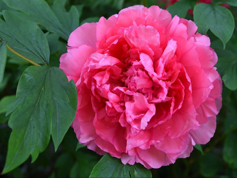 Gef&uuml;llte pinke Pfingstrose