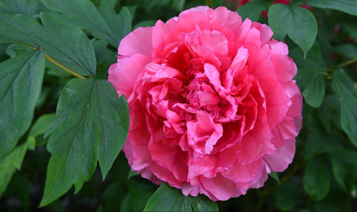 Gefüllte pinke Pfingstrose