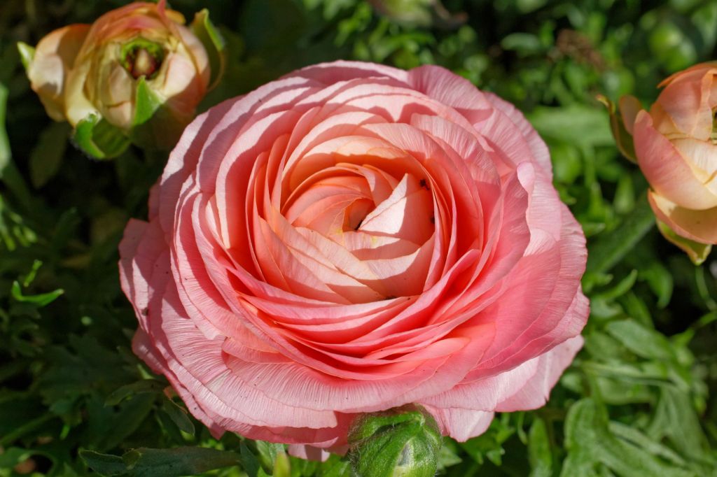 Ranunkeln gefüllt in Apricot-Rosa